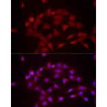Immunofluorescence - Anti-DUSP8 Antibody (A93212) - Antibodies.com