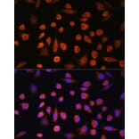 Immunofluorescence - Anti-EDEM2 Antibody (A93213) - Antibodies.com