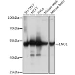 Western Blot - Anti-ENO1 Antibody (A93216) - Antibodies.com