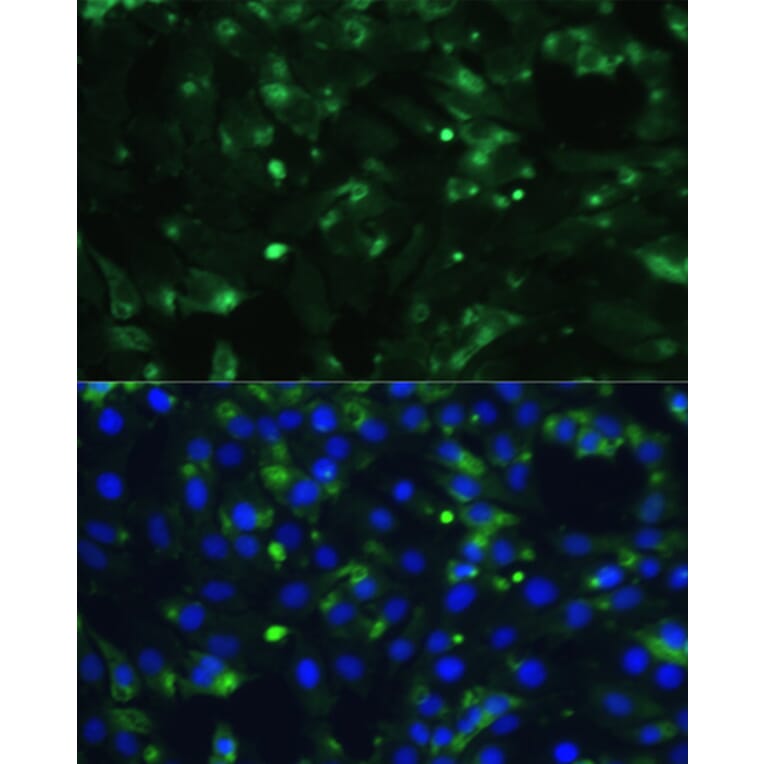 Immunofluorescence - Anti-ENO1 Antibody (A93216) - Antibodies.com