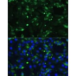 Immunofluorescence - Anti-ENO1 Antibody (A93216) - Antibodies.com