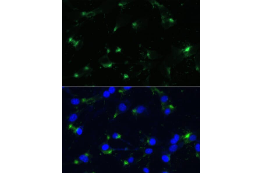 Immunofluorescence - Anti-ENO1 Antibody (A93216) - Antibodies.com