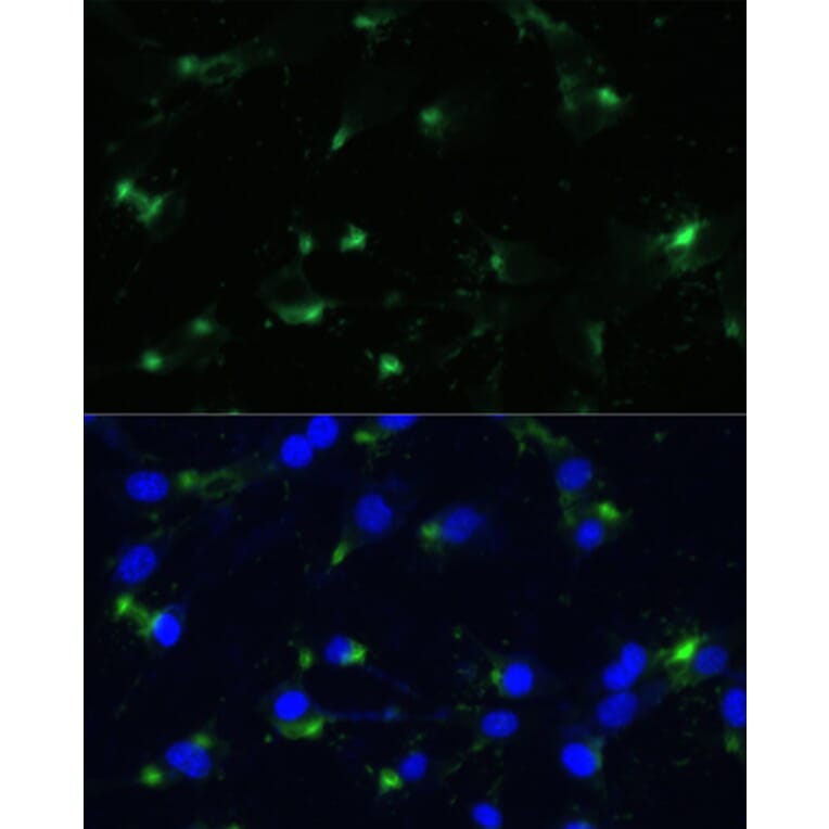 Immunofluorescence - Anti-ENO1 Antibody (A93216) - Antibodies.com