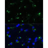 Immunofluorescence - Anti-ENO1 Antibody (A93216) - Antibodies.com