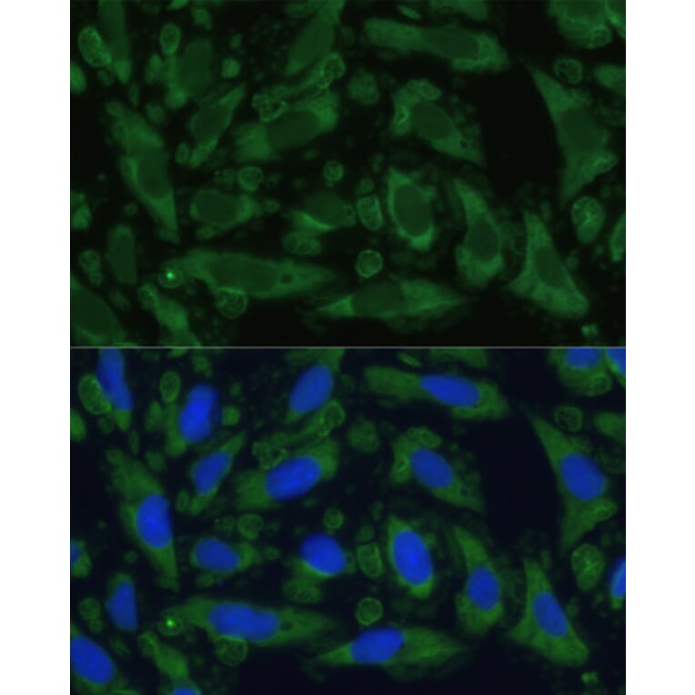 Immunofluorescence - Anti-ENO1 Antibody (A93216) - Antibodies.com