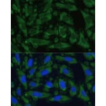 Immunofluorescence - Anti-ENO1 Antibody (A93216) - Antibodies.com