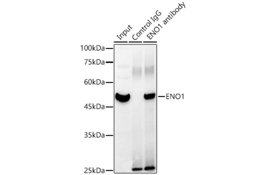 Western Blot - Anti-ENO1 Antibody (A93216) - Antibodies.com