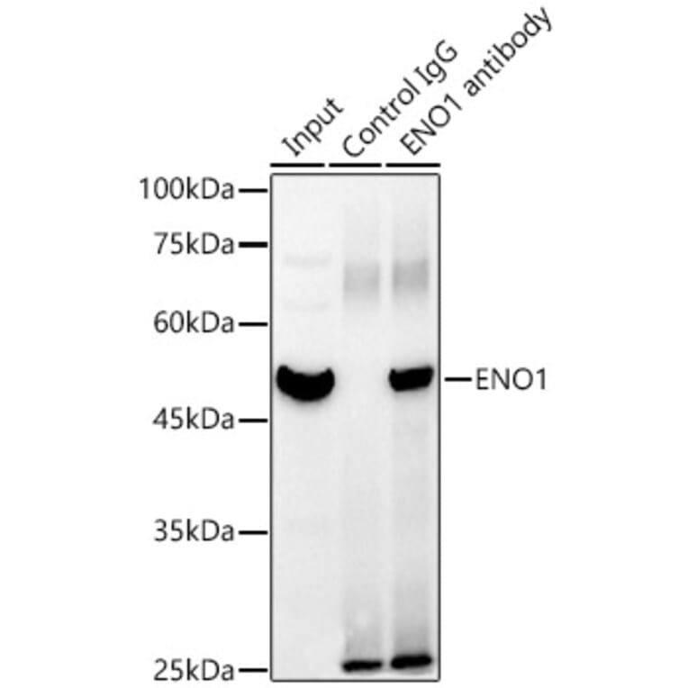 Western Blot - Anti-ENO1 Antibody (A93216) - Antibodies.com