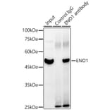 Western Blot - Anti-ENO1 Antibody (A93216) - Antibodies.com