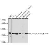 Western Blot - Anti-FOXO1A + FOXO3A + FOXO4/AFX Antibody (A93221) - Antibodies.com