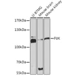 Western Blot - Anti-FUK Antibody (A93222) - Antibodies.com