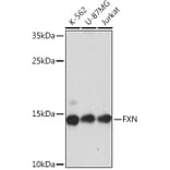 Western Blot - Anti-Frataxin Antibody (A93224) - Antibodies.com