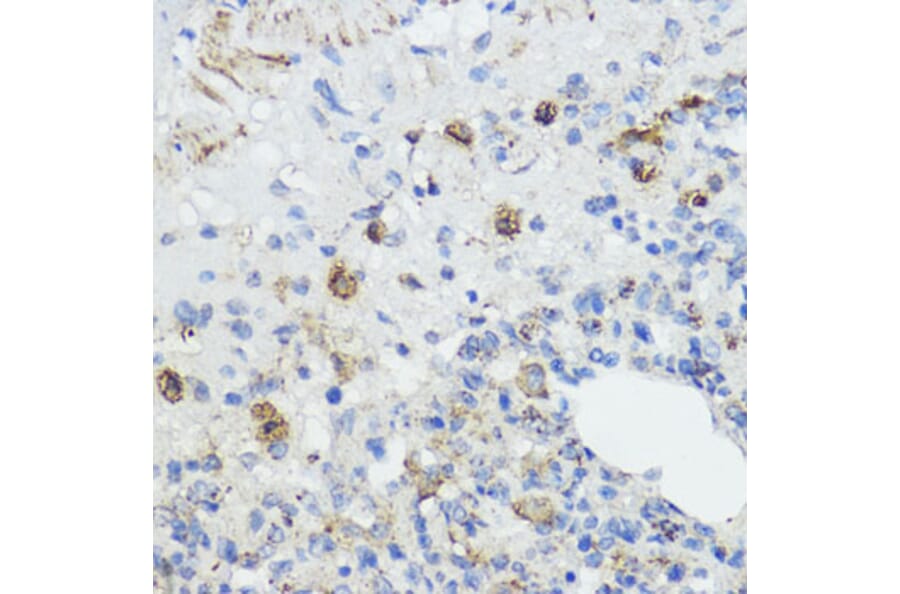 Immunohistochemistry - Anti-Frataxin Antibody (A93224) - Antibodies.com