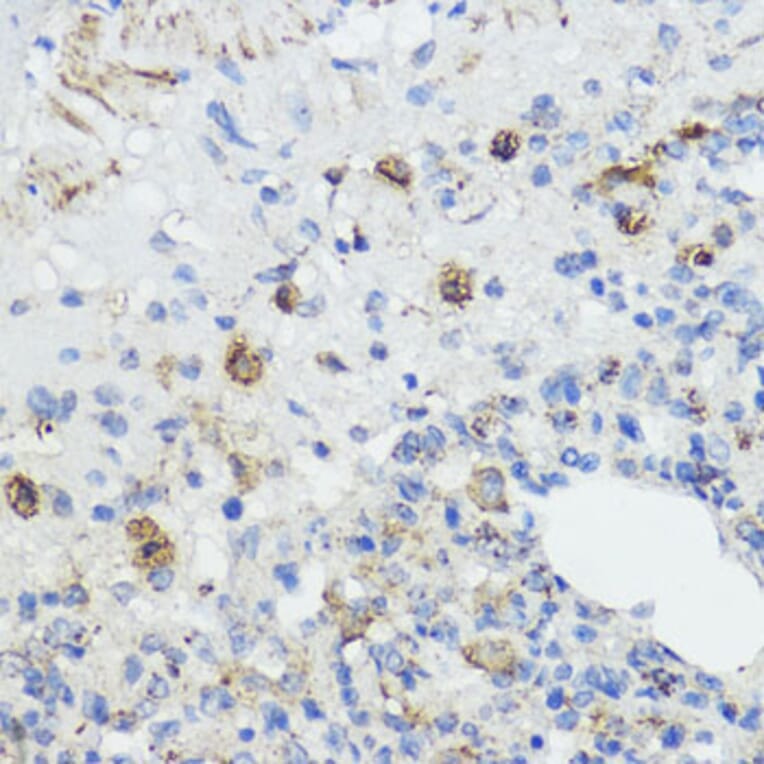 Immunohistochemistry - Anti-Frataxin Antibody (A93224) - Antibodies.com