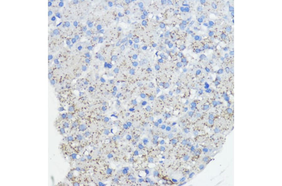 Immunohistochemistry - Anti-Frataxin Antibody (A93224) - Antibodies.com