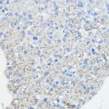 Immunohistochemistry - Anti-Frataxin Antibody (A93224) - Antibodies.com