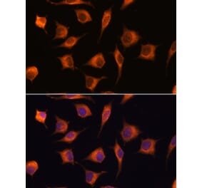 Immunofluorescence - Anti-GBAS Antibody (A93226) - Antibodies.com