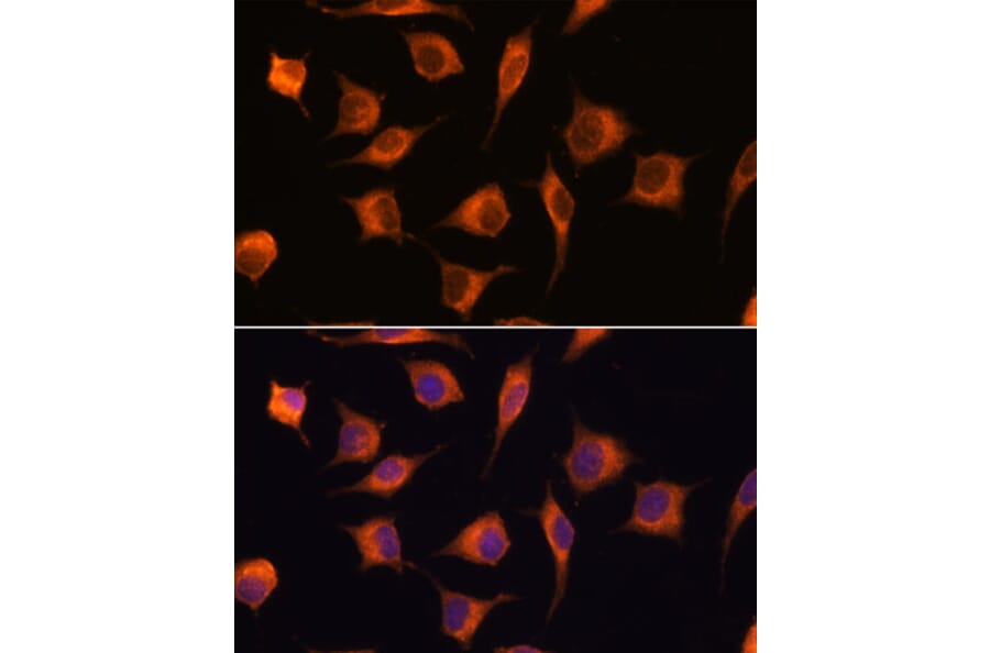 Immunofluorescence - Anti-GBAS Antibody (A93226) - Antibodies.com