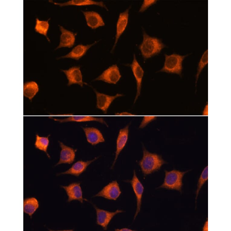 Immunofluorescence - Anti-GBAS Antibody (A93226) - Antibodies.com