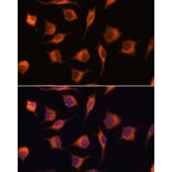Immunofluorescence - Anti-GBAS Antibody (A93226) - Antibodies.com