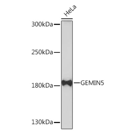 Western Blot - Anti-Gemin 5 Antibody (A93227) - Antibodies.com