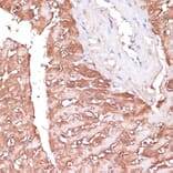 Immunohistochemistry - Anti-Gemin 5 Antibody (A93227) - Antibodies.com