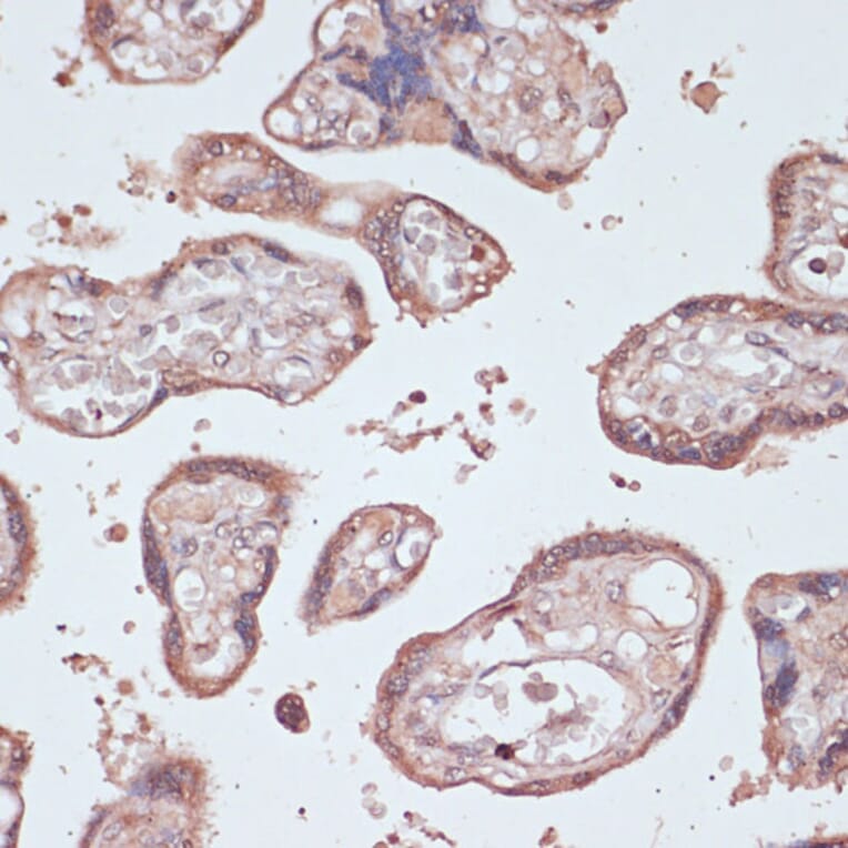 Immunohistochemistry - Anti-Gemin 5 Antibody (A93227) - Antibodies.com