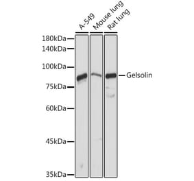 Western Blot - Anti-Gelsolin Antibody (A93230) - Antibodies.com