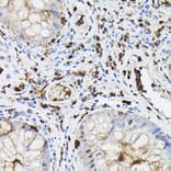 Immunohistochemistry - Anti-Gelsolin Antibody (A93230) - Antibodies.com