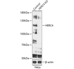 Western Blot - Anti-HERC4 Antibody (A93234) - Antibodies.com