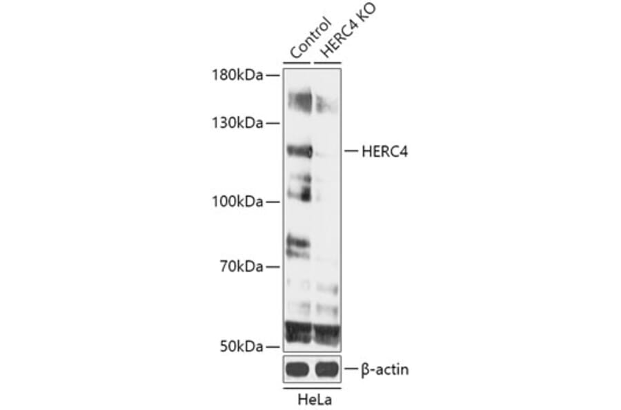 Western Blot - Anti-HERC4 Antibody (A93234) - Antibodies.com