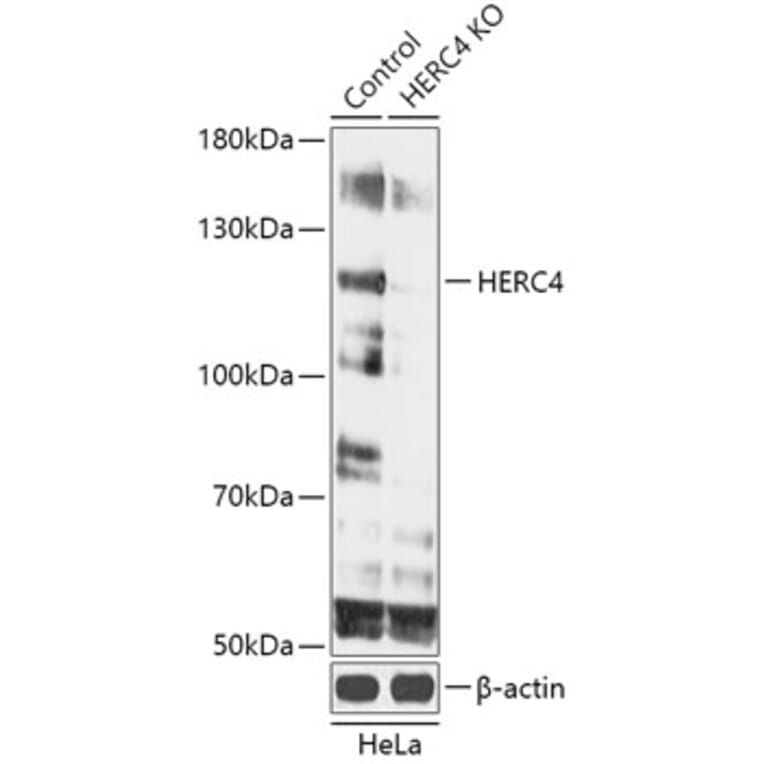 Western Blot - Anti-HERC4 Antibody (A93234) - Antibodies.com