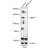 Western Blot - Anti-HERC4 Antibody (A93234) - Antibodies.com