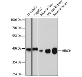Western Blot - Anti-HIBCH Antibody (A93236) - Antibodies.com