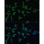 Immunofluorescence - Anti-HIBCH Antibody (A93236) - Antibodies.com