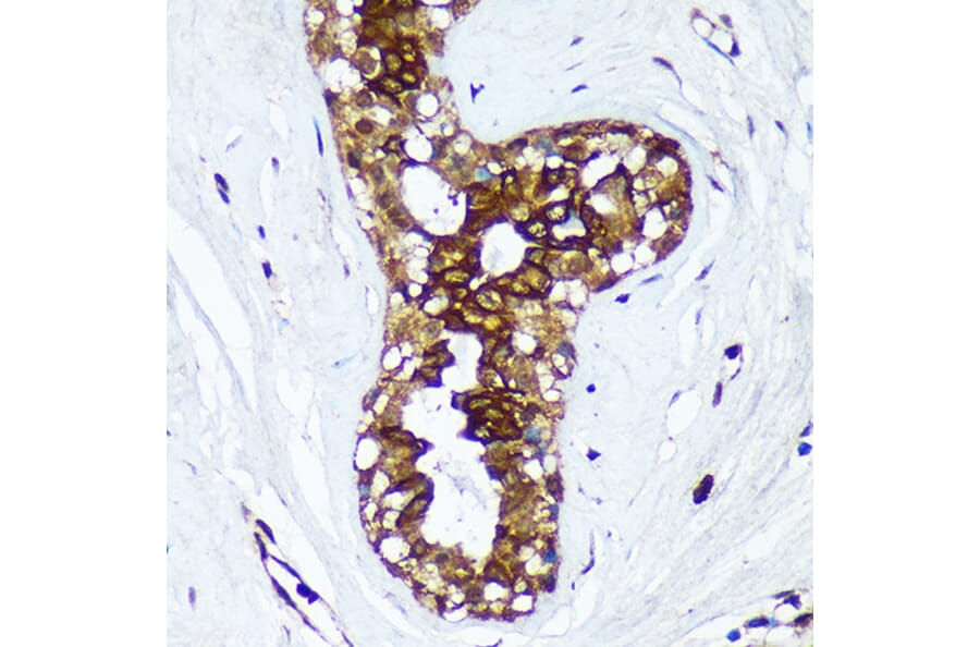 Immunohistochemistry - Anti-HSD17B7 Antibody (A93238) - Antibodies.com