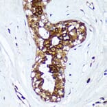 Immunohistochemistry - Anti-HSD17B7 Antibody (A93238) - Antibodies.com