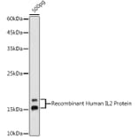 Western Blot - Anti-IL-2 Antibody (A93243) - Antibodies.com