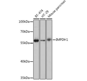 Western Blot - Anti-IMPDH1 Antibody (A93244) - Antibodies.com