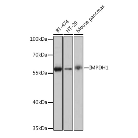 Western Blot - Anti-IMPDH1 Antibody (A93244) - Antibodies.com