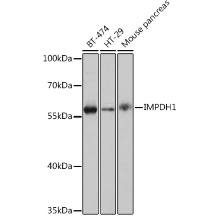 Western Blot - Anti-IMPDH1 Antibody (A93244) - Antibodies.com