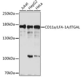 Western Blot - Anti-CD11a Antibody (A93245) - Antibodies.com