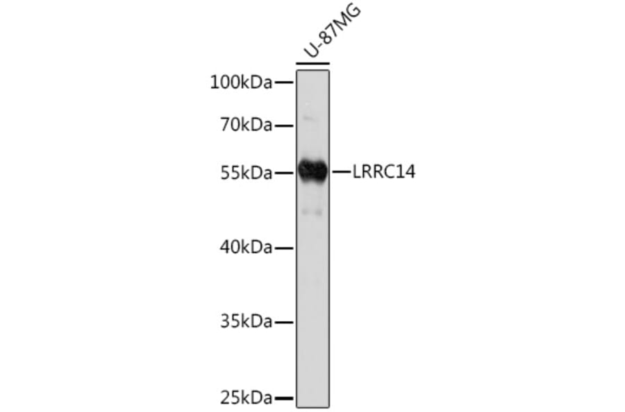 Western Blot - Anti-LRRC14 Antibody (A93253) - Antibodies.com