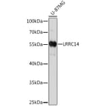 Western Blot - Anti-LRRC14 Antibody (A93253) - Antibodies.com