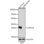 Western Blot - Anti-LRRC59 Antibody (A93255) - Antibodies.com