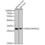 Western Blot - Anti-Mad2L1 Antibody (A93257) - Antibodies.com
