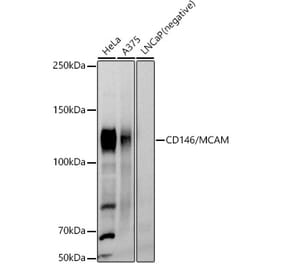 Western Blot - Anti-CD146 Antibody (A93259) - Antibodies.com