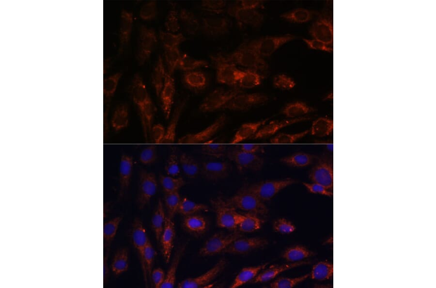 Immunofluorescence - Anti-MRPS7 Antibody (A93261) - Antibodies.com