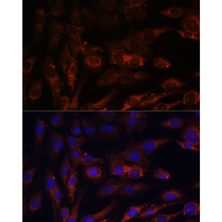 Immunofluorescence - Anti-MRPS7 Antibody (A93261) - Antibodies.com