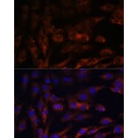 Immunofluorescence - Anti-MRPS7 Antibody (A93261) - Antibodies.com